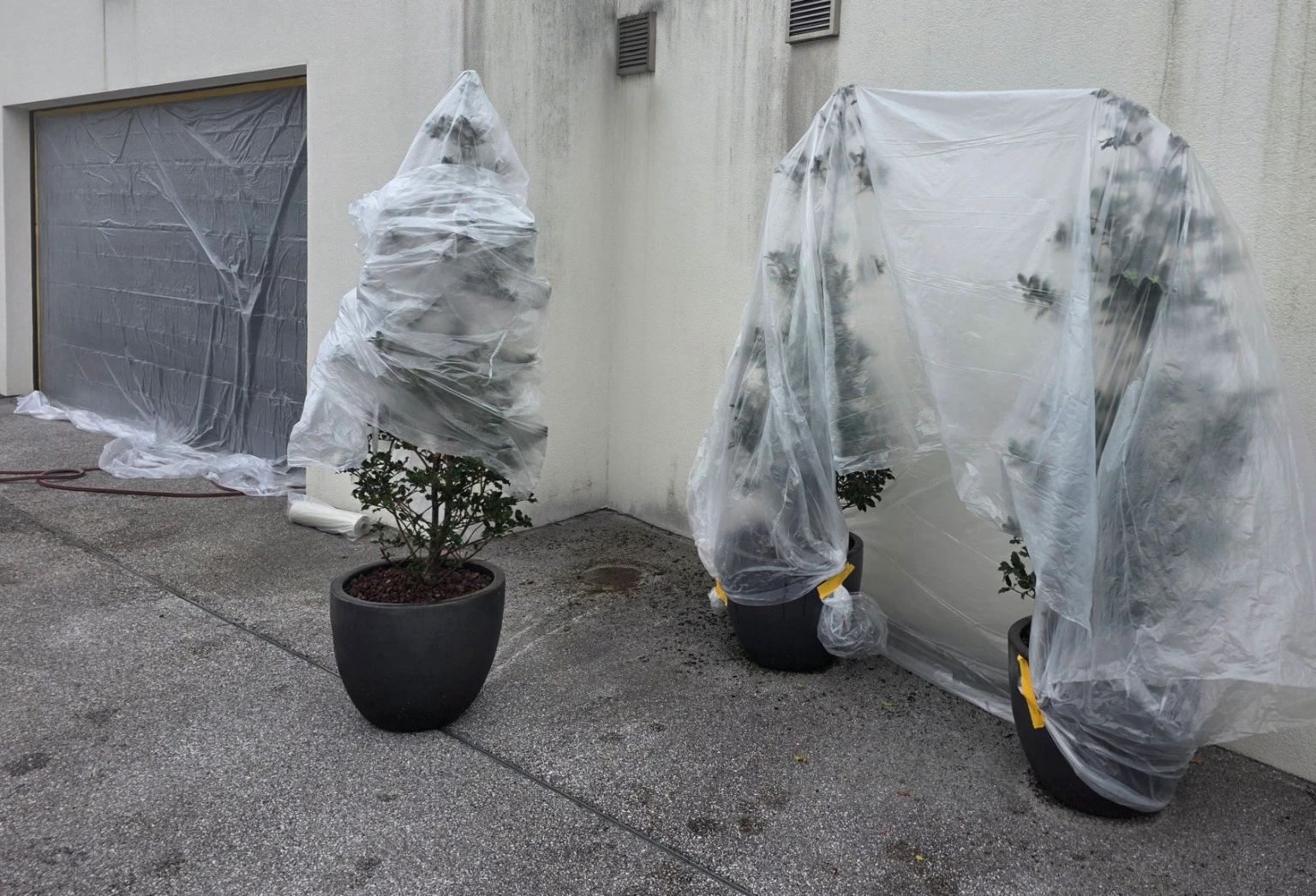 Zaščita rastlin pri čiščenju fasade